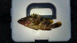 竹野港　足元の敷石の間でアコウ30cm