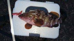 竹野港　足元の敷石の間でアコウ30cm