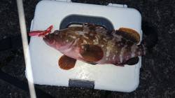 竹野港　足元の敷石の間でアコウ30cm