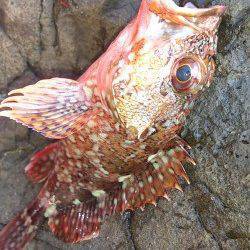 伊根の地磯でロックフィッシング　結果は…