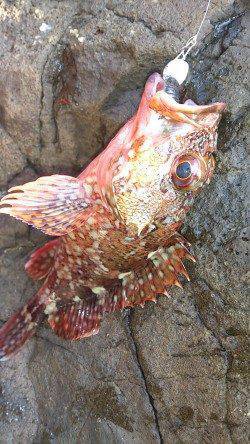 伊根の地磯でロックフィッシング　結果は…