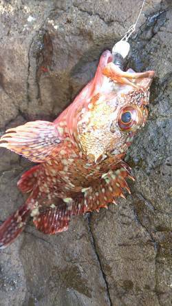 伊根の地磯でロックフィッシング　結果は..…