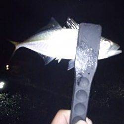 久美浜　親子でアジングを楽しむ♪