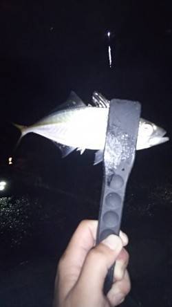 久美浜　親子でアジングを楽しむ♪