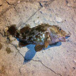 箱石　フラットフィッシュゲームでマゴチ64cm☆