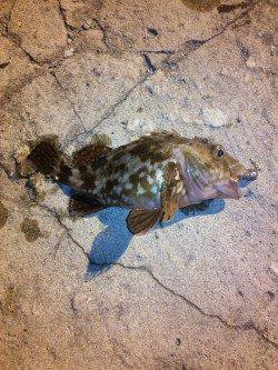 箱石　フラットフィッシュゲームでマゴチ64cm☆