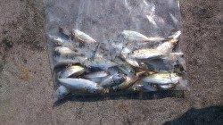 舞鶴親海公園で色々な釣りを楽しみました！豆アジは100匹以上