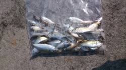 舞鶴親海公園で色々な釣りを楽しみました！豆…