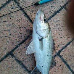 一時間半のエビ撒き釣りでハネ＆セイゴ