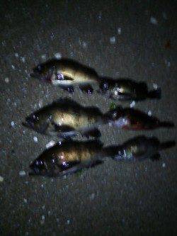 りんくう方面アジ狙い〜メバル・ガシラと釣れやっとアジにたどり着けました