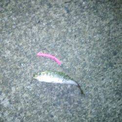 りんくう方面アジ狙い〜メバル・ガシラと釣れやっとアジにたどり着けました