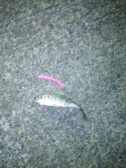 りんくう方面アジ狙い〜メバル・ガシラと釣れやっとアジにたどり着けました