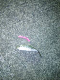 りんくう方面アジ狙い〜メバル・ガシラと釣れ…