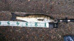 泉佐野にサバ狙い釣行〜メタルバイブでシーバスをキャッチ