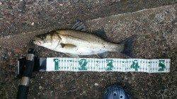 泉佐野にサバ狙い釣行〜メタルバイブでシーバスをキャッチ