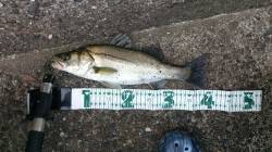 泉佐野にサバ狙い釣行〜メタルバイブでシーバ…