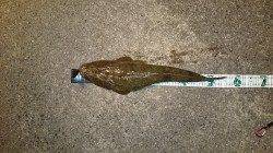 久美浜方面へコチング〜浮かしては走られの繰り返し後マゴチゲット!