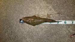 久美浜方面へコチング〜浮かしては走られの繰…