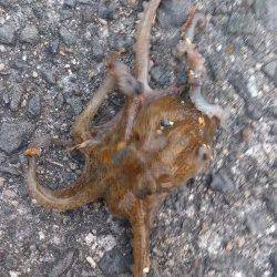 岸和田タコゲーム、夕方に釣果ありました