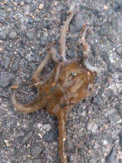 岸和田タコゲーム、夕方に釣果ありました