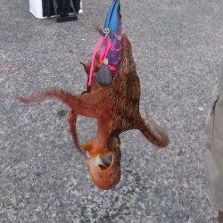 岸和田タコゲーム、夕方に釣果ありました