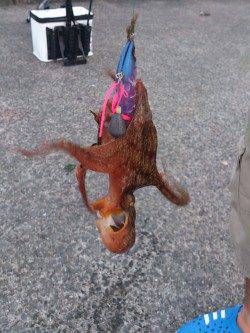 岸和田タコゲーム、夕方に釣果ありました