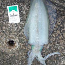 印南でエギング〜潮上にキャストしアオリイカゲット♪♪