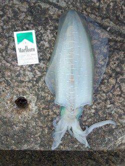 印南でエギング〜潮上にキャストしアオリイカゲット♪♪