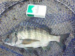 昼前まずはチャリコゲット、夕マヅメにはチヌ33cm&38.5cm連チャン