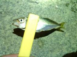 舞洲　アジング釣行は豆アジに苦戦