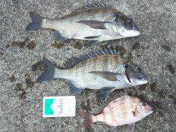 昼前まずはチャリコゲット、夕マヅメにはチヌ33cm&38.5cm連チャン