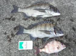 昼前まずはチャリコゲット、夕マヅメにはチヌ…