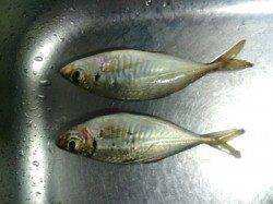 舞洲　アジング釣行は豆アジに苦戦