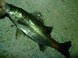 舞洲　外道をかわしながらのアジングでアジ狙い