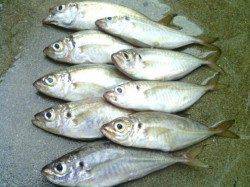 舞洲　外道をかわしながらのアジングでアジ狙い