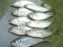 舞洲　外道をかわしながらのアジングでアジ狙…