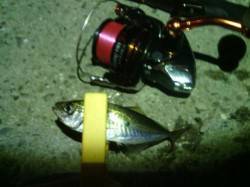 舞洲　アジング釣行も潮止まりで豆アジ止まり…
