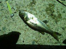 舞洲　アジング釣行も潮止まりで豆アジ止まり