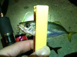 舞洲アジング釣果〜中アジ少々に豆アジの数釣…