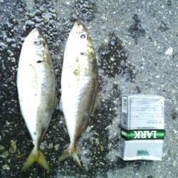 舞洲アジング釣果〜中アジ少々に豆アジの数釣り