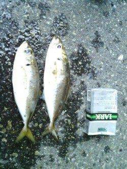 舞洲アジング釣果〜中アジ少々に豆アジの数釣り