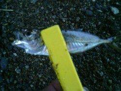 舞洲にてアジング、ボトム中心に攻めると豆アジと中アジゲット