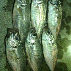 舞洲にてアジング、ボトム中心に攻めると豆アジと中アジゲット