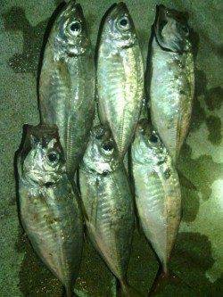 舞洲にてアジング、ボトム中心に攻めると豆アジと中アジゲット