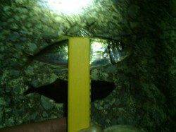 舞洲周辺アジング　強風と濁り、おまけにゴミ多く…