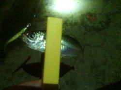 パターンを見つけ豆アジの数釣りできました〜舞洲アジング