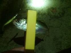 パターンを見つけ豆アジの数釣りできました〜…