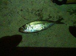 パターンを見つけ豆アジの数釣りできました〜舞洲アジング