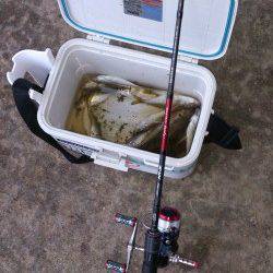 大阪湾奥のアジング調査行ってきました