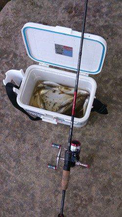 大阪湾奥のアジング調査行ってきました